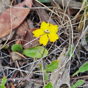 Goodenia hederacea subsp. hederacea at Bombay, NSW - 23 Nov 2024