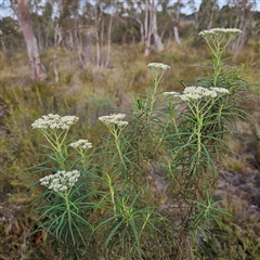 Cassinia longifolia at Bombay, NSW - 23 Nov 2024 by MatthewFrawley