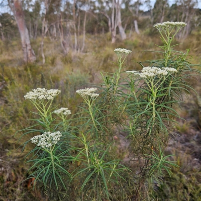 Cassinia longifolia (Shiny Cassinia, Cauliflower Bush) at Bombay, NSW - 23 Nov 2024 by MatthewFrawley