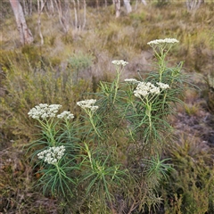 Cassinia longifolia at Bombay, NSW - 23 Nov 2024