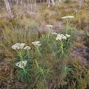 Cassinia longifolia at Bombay, NSW - 23 Nov 2024