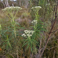 Cassinia longifolia at Bombay, NSW - 23 Nov 2024