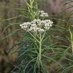 Cassinia longifolia at Bombay, NSW - 23 Nov 2024