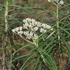 Cassinia longifolia at Bombay, NSW - 23 Nov 2024