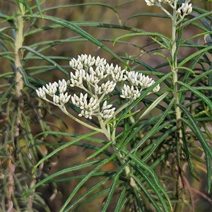 Cassinia longifolia at Bombay, NSW - 23 Nov 2024 04:56 PM