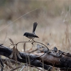 Rhipidura leucophrys at Dunlop, ACT - 18 Nov 2024 by AlisonMilton