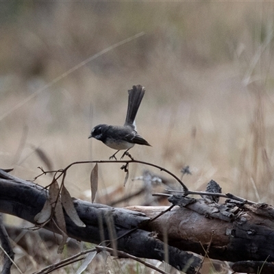 Rhipidura leucophrys at Dunlop, ACT - 18 Nov 2024 by AlisonMilton