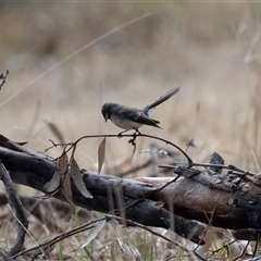 Rhipidura albiscapa at Dunlop, ACT - 19 Nov 2024