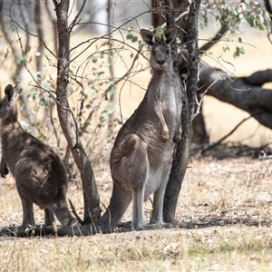 Macropus giganteus at Dunlop, ACT - 19 Nov 2024