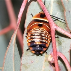 Ellipsidion australe at Dunlop, ACT - 18 Nov 2024 by AlisonMilton