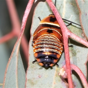 Ellipsidion australe at Dunlop, ACT - 19 Nov 2024