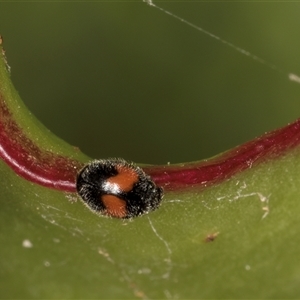 Diomus notescens (Little two-spotted ladybird) at Melba, ACT by kasiaaus