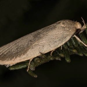 Oecophoridae (family) at Melba, ACT - 22 Nov 2024 03:11 PM