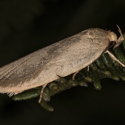 Oecophoridae (family) (Unidentified Oecophorid concealer moth) at Melba, ACT - 22 Nov 2024 by kasiaaus