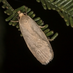 Oecophoridae (family) at Melba, ACT - 22 Nov 2024 03:11 PM