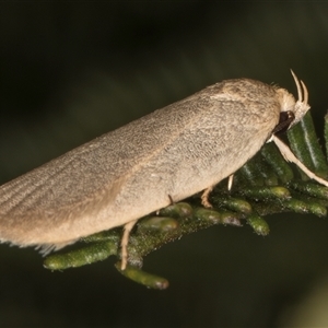 Oecophoridae (family) at Melba, ACT - 22 Nov 2024 03:11 PM