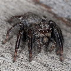 Servaea sp. (genus) (Unidentified Servaea jumping spider) at Melba, ACT - 22 Nov 2024 by kasiaaus