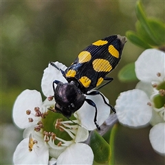 Unidentified Jewel beetle (Buprestidae) at Bombay, NSW - 23 Nov 2024 by MatthewFrawley