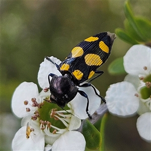 Castiarina australasiae at Bombay, NSW - 23 Nov 2024