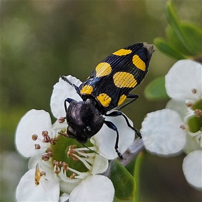 Unidentified Jewel beetle (Buprestidae) at Bombay, NSW - 23 Nov 2024 by MatthewFrawley