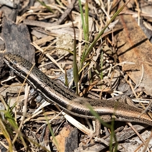 Morethia boulengeri at Dunlop, ACT - 19 Nov 2024 11:21 AM