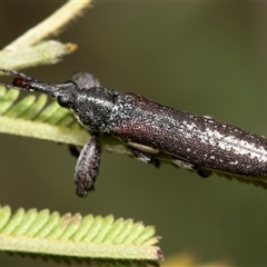 Rhinotia sparsa (A belid weevil) at Fraser, ACT - 19 Nov 2024 by AlisonMilton