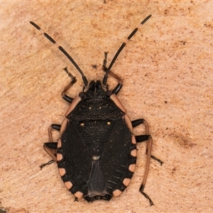 Diemenia rubromarginata at Melba, ACT - 22 Nov 2024