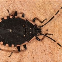 Diemenia rubromarginata at Melba, ACT - 22 Nov 2024