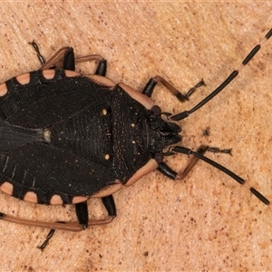 Diemenia rubromarginata at Melba, ACT - 22 Nov 2024