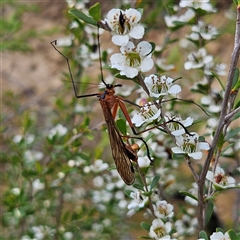 Harpobittacus australis at Bombay, NSW - 23 Nov 2024 by MatthewFrawley