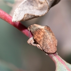 Gonipterus scutellatus (Eucalyptus snout beetle, gum tree weevil) at Fraser, ACT - 19 Nov 2024 by AlisonMilton