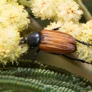 Phyllotocus rufipennis at Fraser, ACT - 19 Nov 2024 09:02 AM