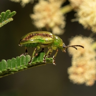 Calomela juncta (Leaf beetle) at Dunlop, ACT - 19 Nov 2024 by AlisonMilton