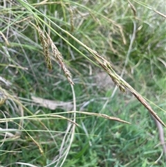 Carex polyantha (A Sedge) at Rendezvous Creek, ACT - 23 Nov 2024 by JaneR