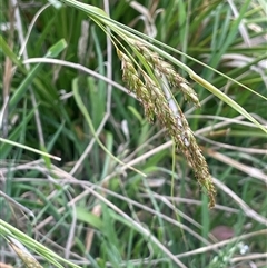 Carex polyantha at Rendezvous Creek, ACT - 23 Nov 2024 12:25 PM