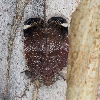 Platybrachys decemmacula at Melba, ACT - 22 Nov 2024 by kasiaaus