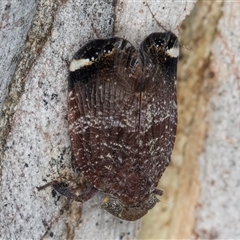 Platybrachys decemmacula at Melba, ACT - 22 Nov 2024