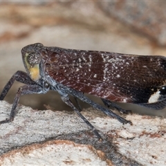 Platybrachys decemmacula at Melba, ACT - 22 Nov 2024