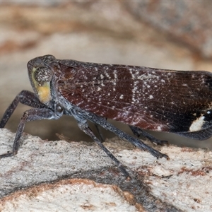 Platybrachys decemmacula at Melba, ACT - 22 Nov 2024