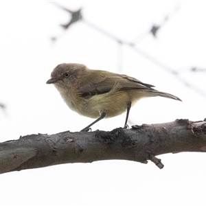 Smicrornis brevirostris at Dunlop, ACT - 19 Nov 2024