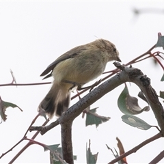 Smicrornis brevirostris at Dunlop, ACT - 19 Nov 2024