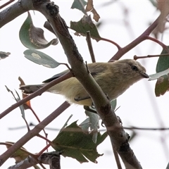 Smicrornis brevirostris at Dunlop, ACT - 19 Nov 2024 09:36 AM