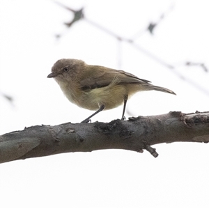 Smicrornis brevirostris at Dunlop, ACT - 19 Nov 2024