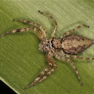 Helpis minitabunda (Threatening jumping spider) at Melba, ACT by kasiaaus