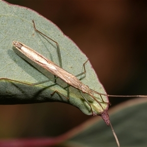 Mutusca brevicornis (A broad-headed bug) at Bruce, ACT by AlisonMilton