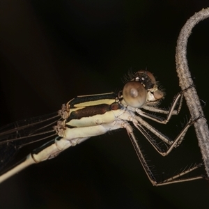 Austrolestes analis at Melba, ACT - 22 Nov 2024 03:24 PM