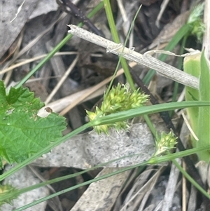 Carex inversa (Knob Sedge) at Rendezvous Creek, ACT by JaneR