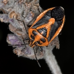 Agonoscelis rutila at Melba, ACT - 22 Nov 2024 by kasiaaus