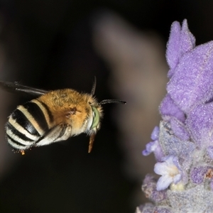 Amegilla sp. (genus) (Blue Banded Bee) at Melba, ACT by kasiaaus