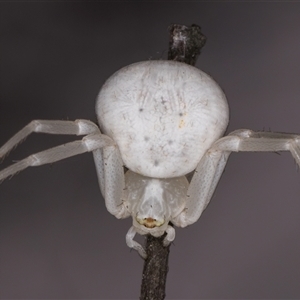 Thomisus spectabilis (Spectacular Crab Spider) at Melba, ACT by kasiaaus